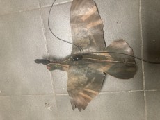 IMG_6376.jpeg