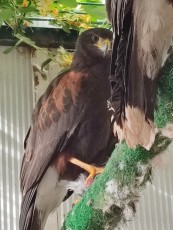 Padres y pollos