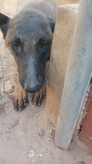 NALA I.jpg