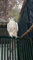 IMG-20180913-WA0001.jpg