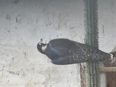IMG_8587.jpeg