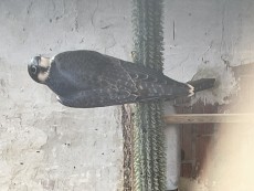 IMG_8584.jpeg
