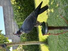 IMG_1537.jpeg