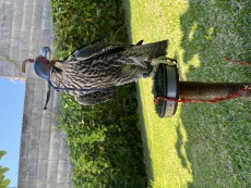 IMG_1542.jpeg