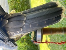 IMG_1547.jpeg