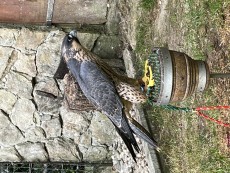 IMG_1486.jpeg