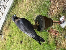 IMG_1471.jpeg