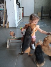 POLLO APLOMADO II.jpg