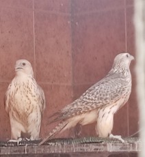 gerifaltes blancos parentales