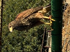 IMG_1385.jpeg