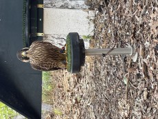 IMG_7931.jpeg