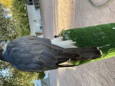 7F807508-1B74-4FF7-8124-85FEB745646D.jpeg