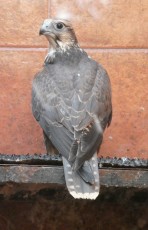 P10102877.jpg (1.66 MiB) Visto 991 veces P10102877.jpg