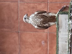 IMG_20230723_090454.jpg (2.09 MiB) Visto 991 veces IMG_20230723_090454.jpg