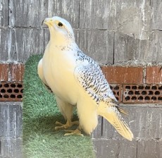 IMG_6861.jpeg