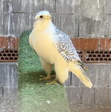 IMG_6860.jpeg
