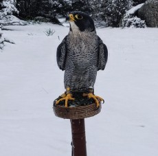 IMG_5285.jpeg