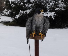 IMG_5287.jpeg