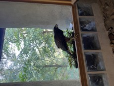 IMG_4135.jpeg