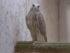ultimo macho gery parental pollo del año 2023.