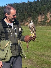 macho peregrino por lanario.jpg