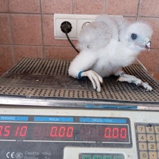 Torzuelo troquelado 15 dias