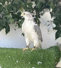 IMG_2227.jpeg