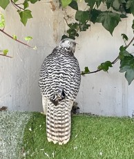 IMG_2221.jpeg
