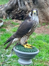 Padre con pluma de pollo