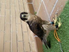 Fotos actuales , oportunidad