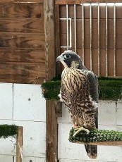 14407338-adc1-4b09-ac44-ec226a934d77.jpeg