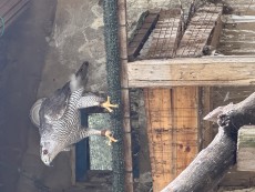 IMG_2643.jpeg