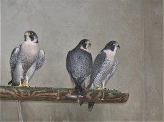 algunos peregrinos disponibles
