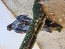 macho gyr negro USA.jpg