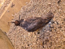 hembra gyr negro USA.jpg
