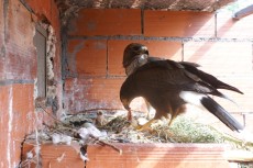 35329789_1821915621210621_1221122565905317888_n.jpg (334.58 KiB) Visto 2612 veces 35329789_1821915621210621_1221122565905317888_n.jpg