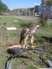 10712398_761133580622169_5606977268518220902_o.jpg (497.98 KiB) Visto 2423 veces 10712398_761133580622169_5606977268518220902_o.jpg