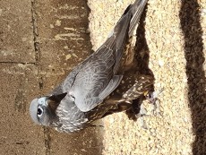 gyr negro macho 2024.jpg