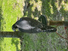 IMG_7809.jpeg