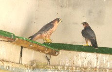 0.1.IMG_6931.JPG