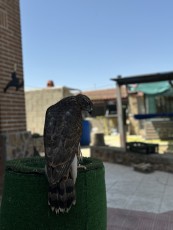 IMG_6675.jpg