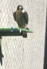 MACHO DE PEREGRINUS