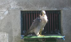 HEMBRA DE PEREGRINUS