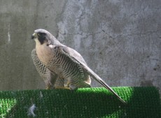 tmFALCONS013