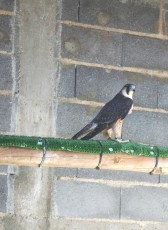 RNS 3 F V 114 IMG_7012.JPG