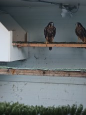 Es el pájaro de la izq