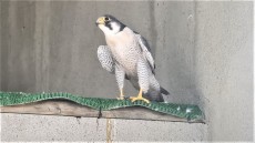 macho reprodutor de calidus