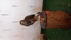 IMG-20240901-WA0020.jpeg