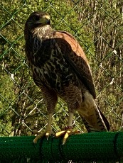 IMG_1370.jpeg