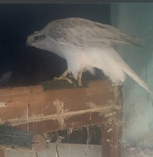 IMG_8576.jpeg